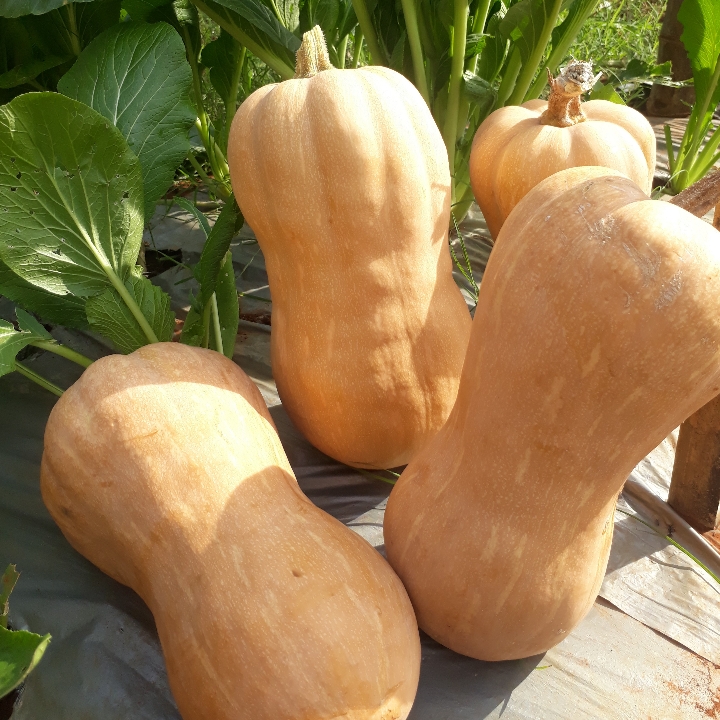Labu Madu Butternut