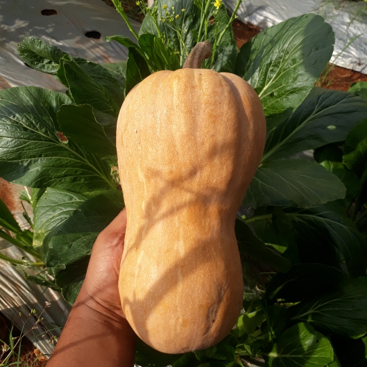 Labu Madu Butternut 2