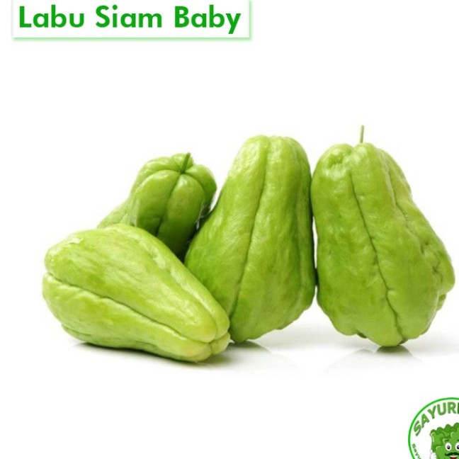 Labu Siam Baby