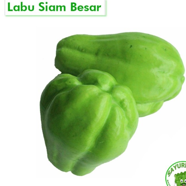 Labu Siam Besar