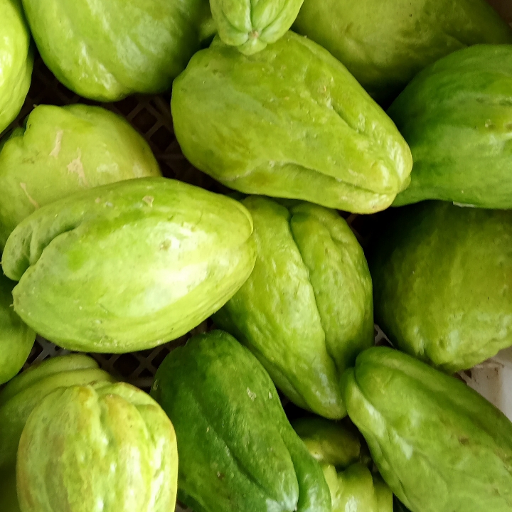Labu siam