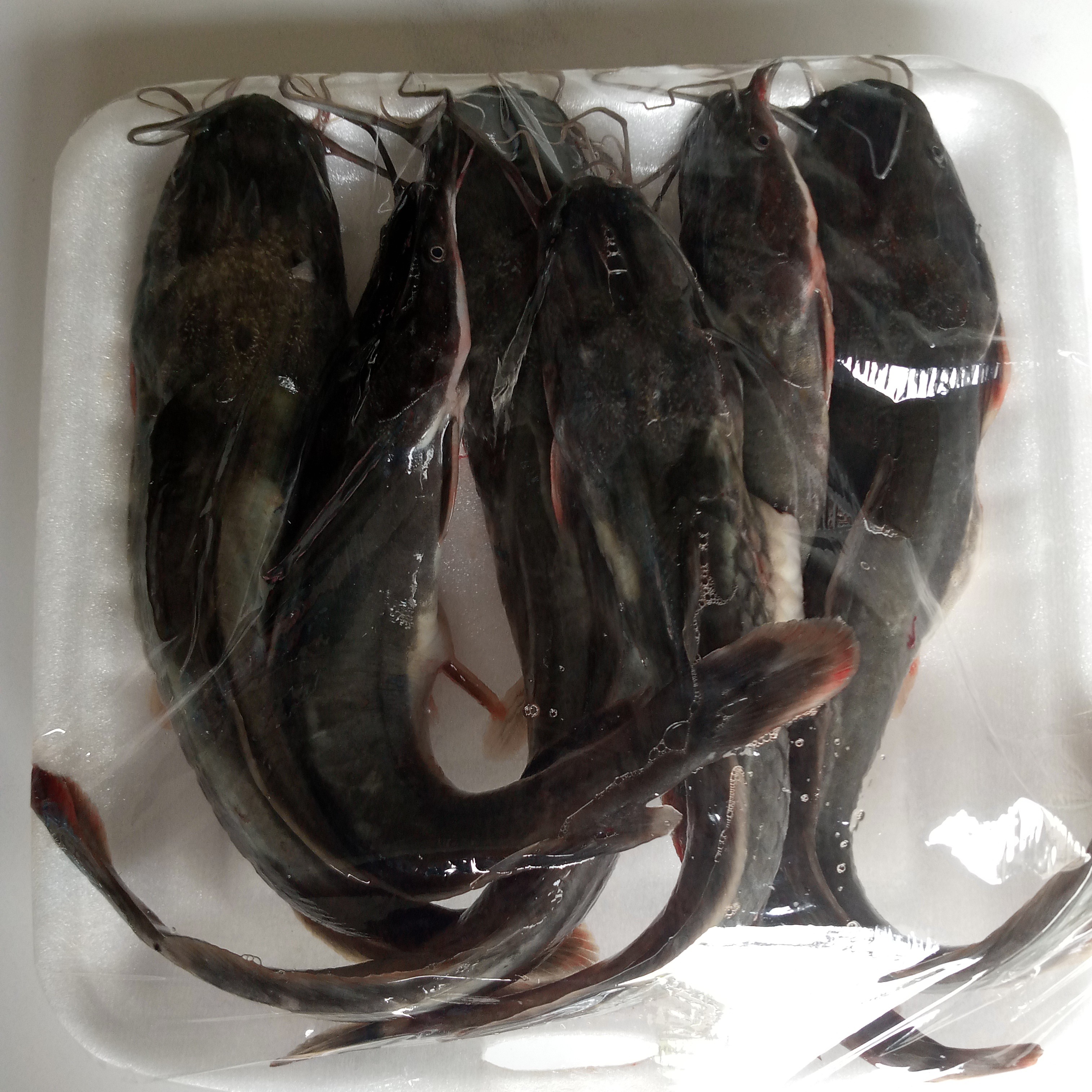 Lele Kemasan 250 Gram