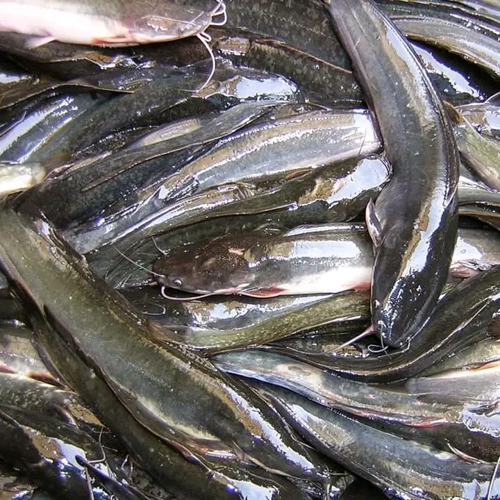 Lele Kemasan 500 Gram