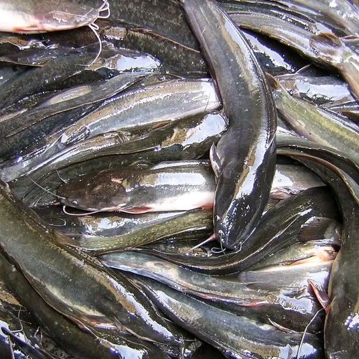 Lele kemasan 500 Gram