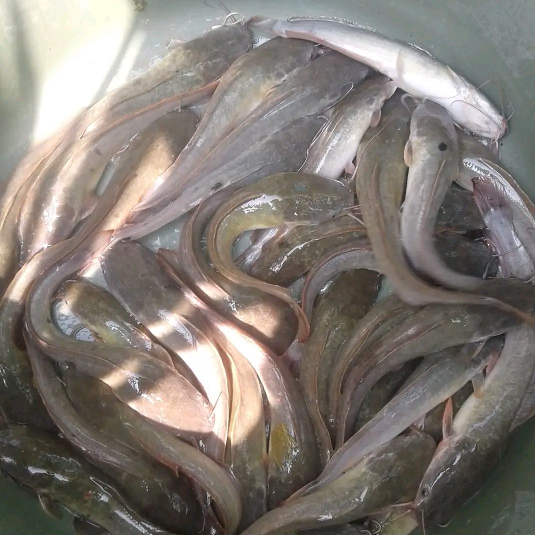 Lele kemasan 500 Gram 2