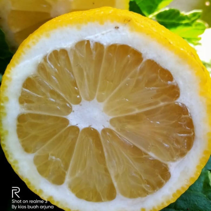 Lemon Import
