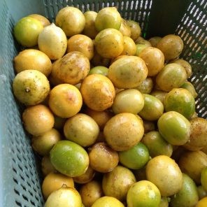 Lemon Lokal
