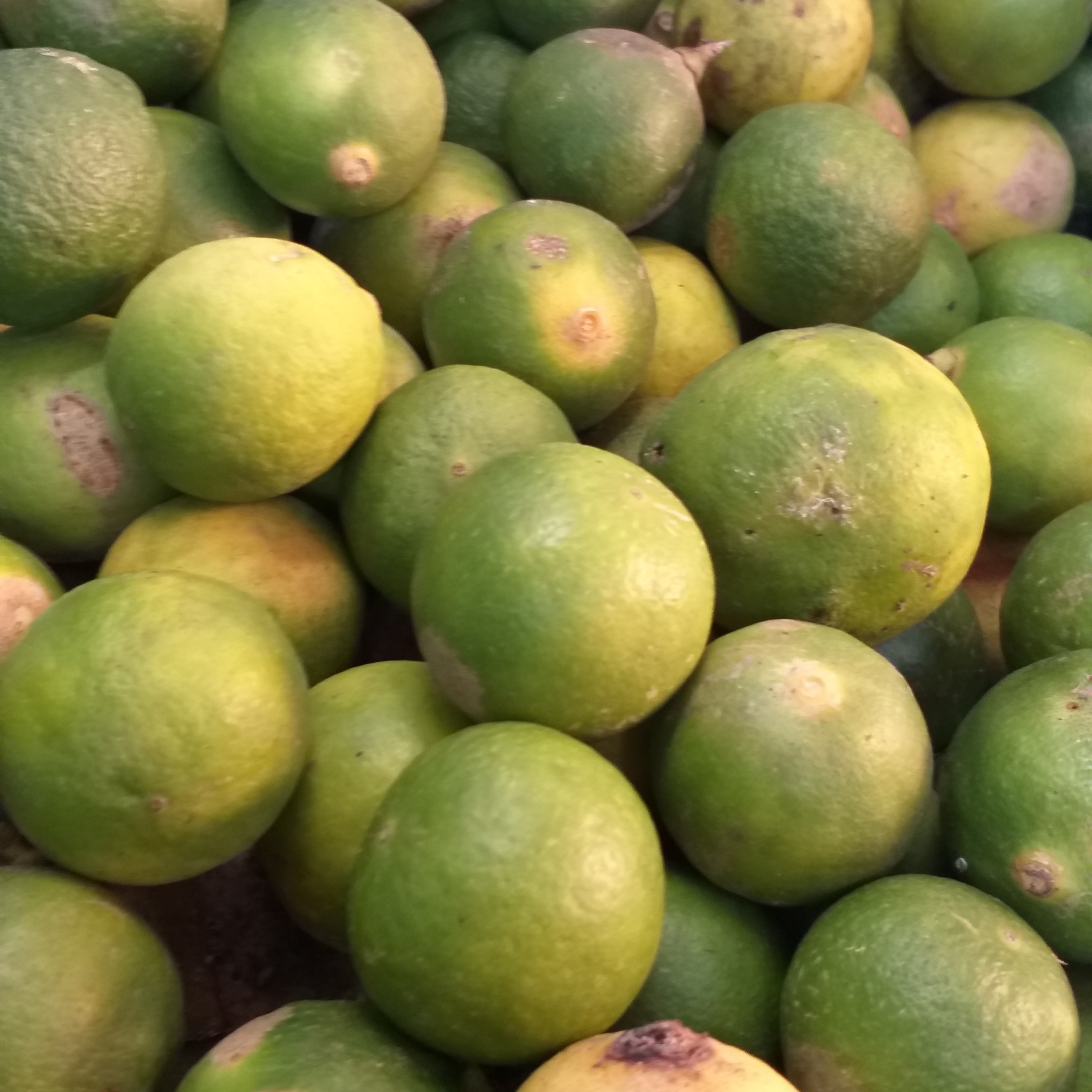 Lemon Nipis