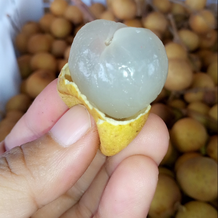 Lengkeng Gold