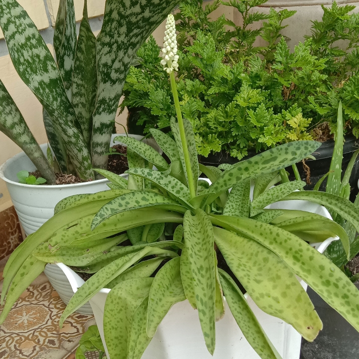 Lidah Katak