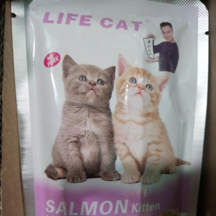 Life Cat Kitten