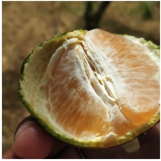 Limau Manis