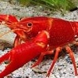 Lobster Hias Air Tawar