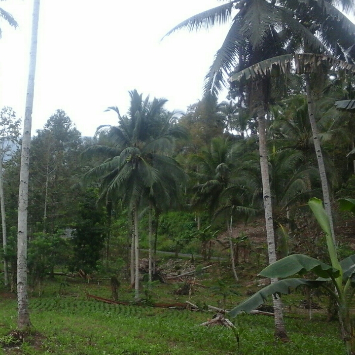 Lokasi Tanah Isi Kelapa