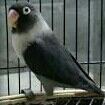 Lovebird Batman