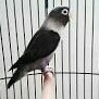 Lovebird Batman 2