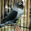 Lovebird Batman 3