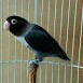 Lovebird Batman 4