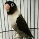 Lovebird Batman 5