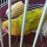 Lovebird Import Di Atas Normal