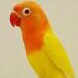 Lovebird Lutino