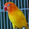 Lovebird Lutino 2