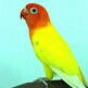 Lovebird Lutino 3