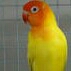 Lovebird Lutino 4