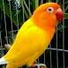 Lovebird Lutino 5