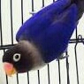 Lovebird Mangsi