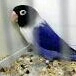 Lovebird Mangsi 2