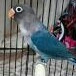 Lovebird Mangsi 3