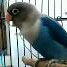 Lovebird Mangsi 4