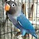 Lovebird Mangsi 5