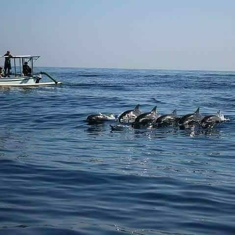 Lovina Dolphine Tour