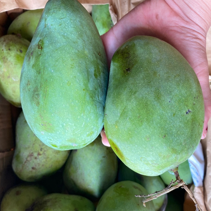 MANGGA Perkilo