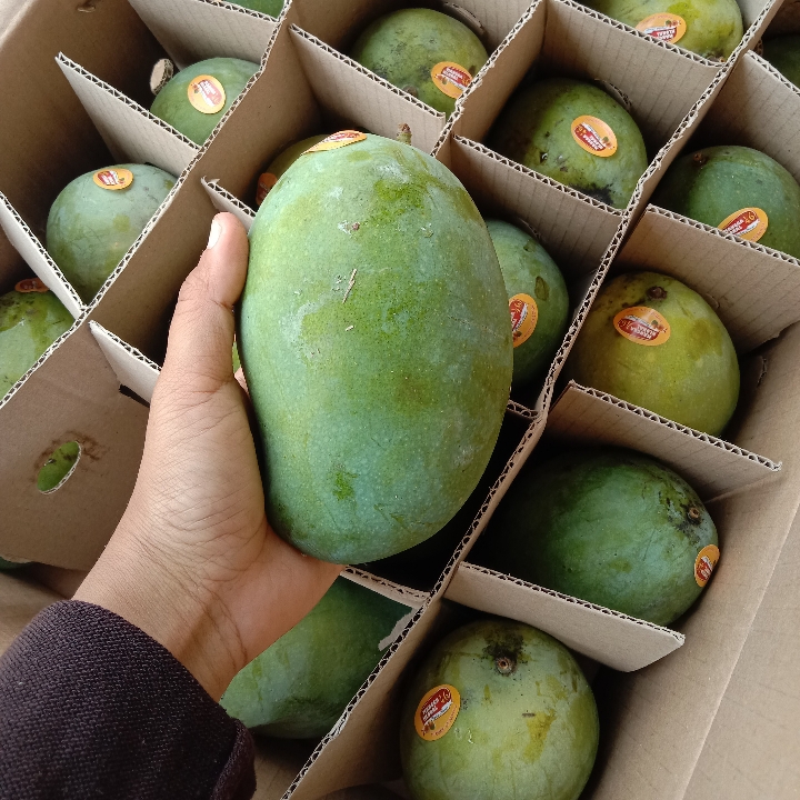 MANGGA ALPUKAT