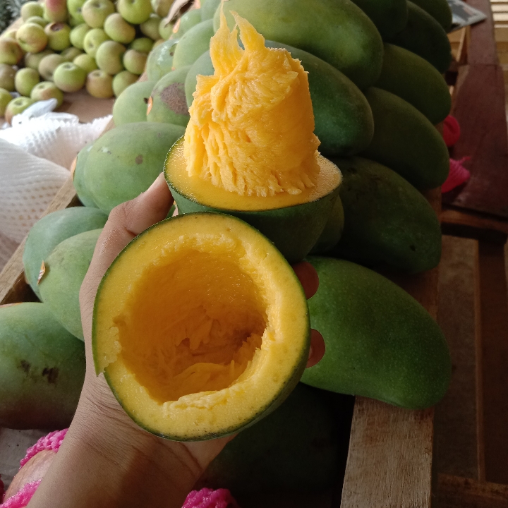 MANGGA ALPUKAT 2