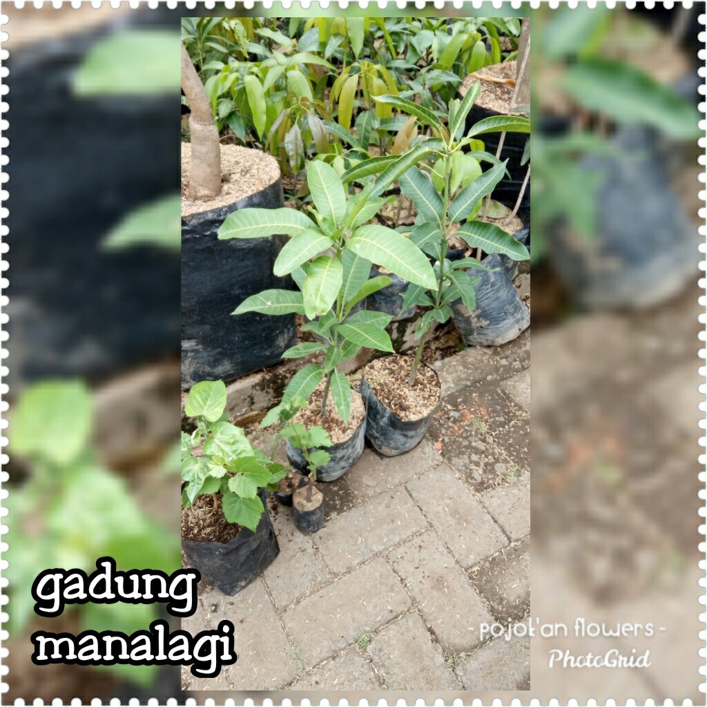 MANGGA GADUNG MANALAGI