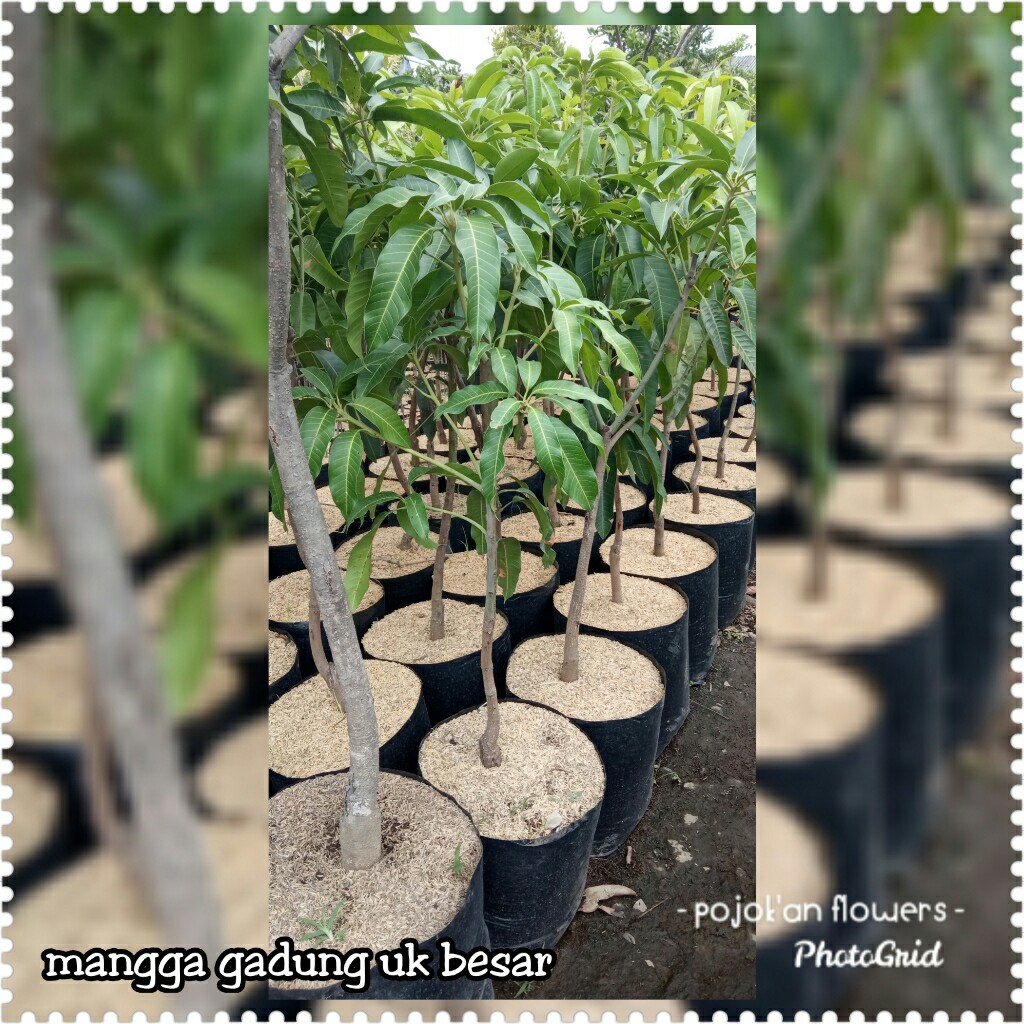 MANGGA GADUNG UKURAN BESAR
