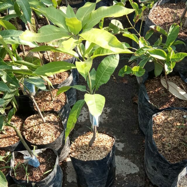 MANGGA MANALAGI