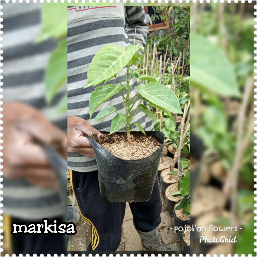 MARKISA
