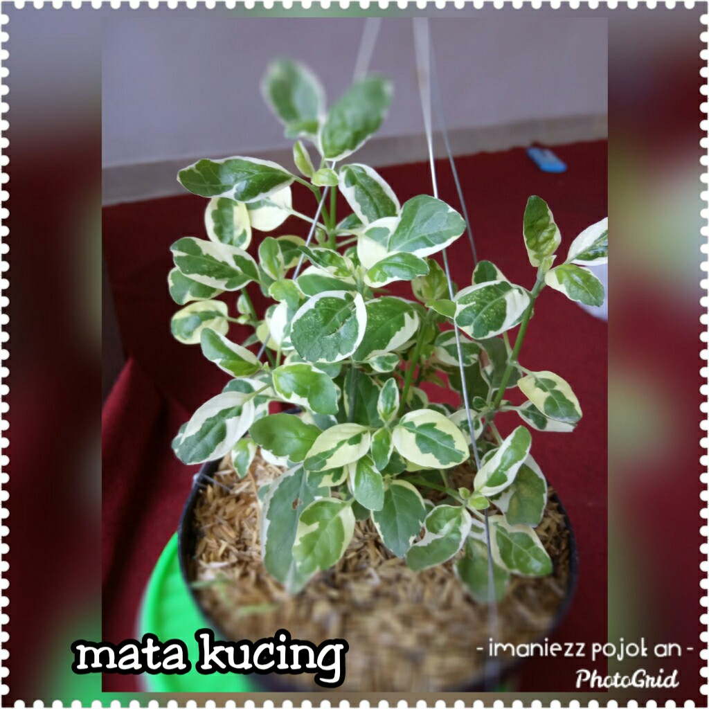 MATA KUCING