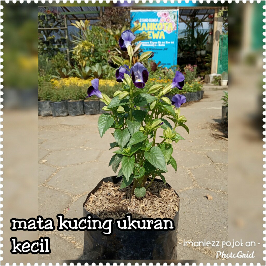 MATA KUCING UKURAN KECIL