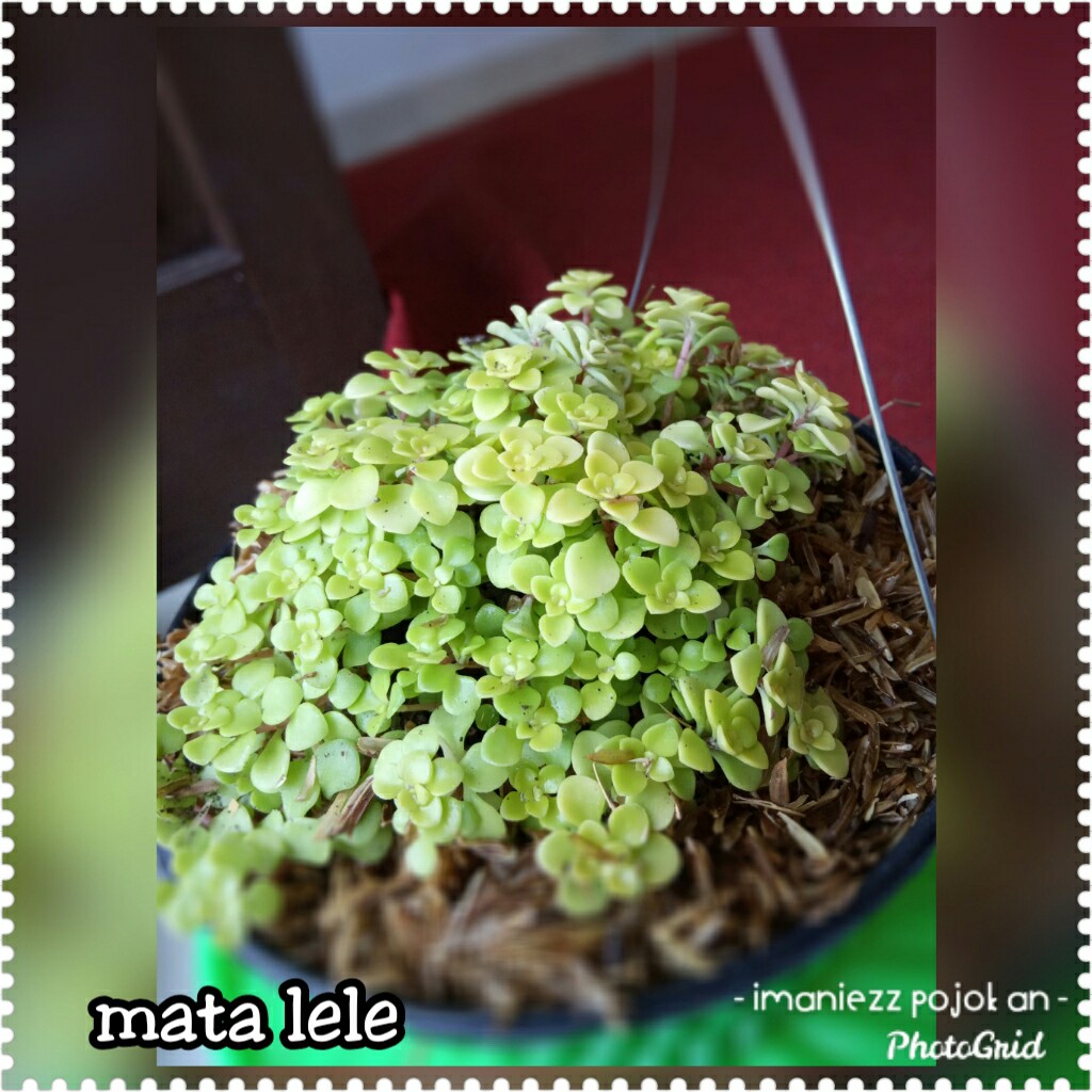 MATA LELE