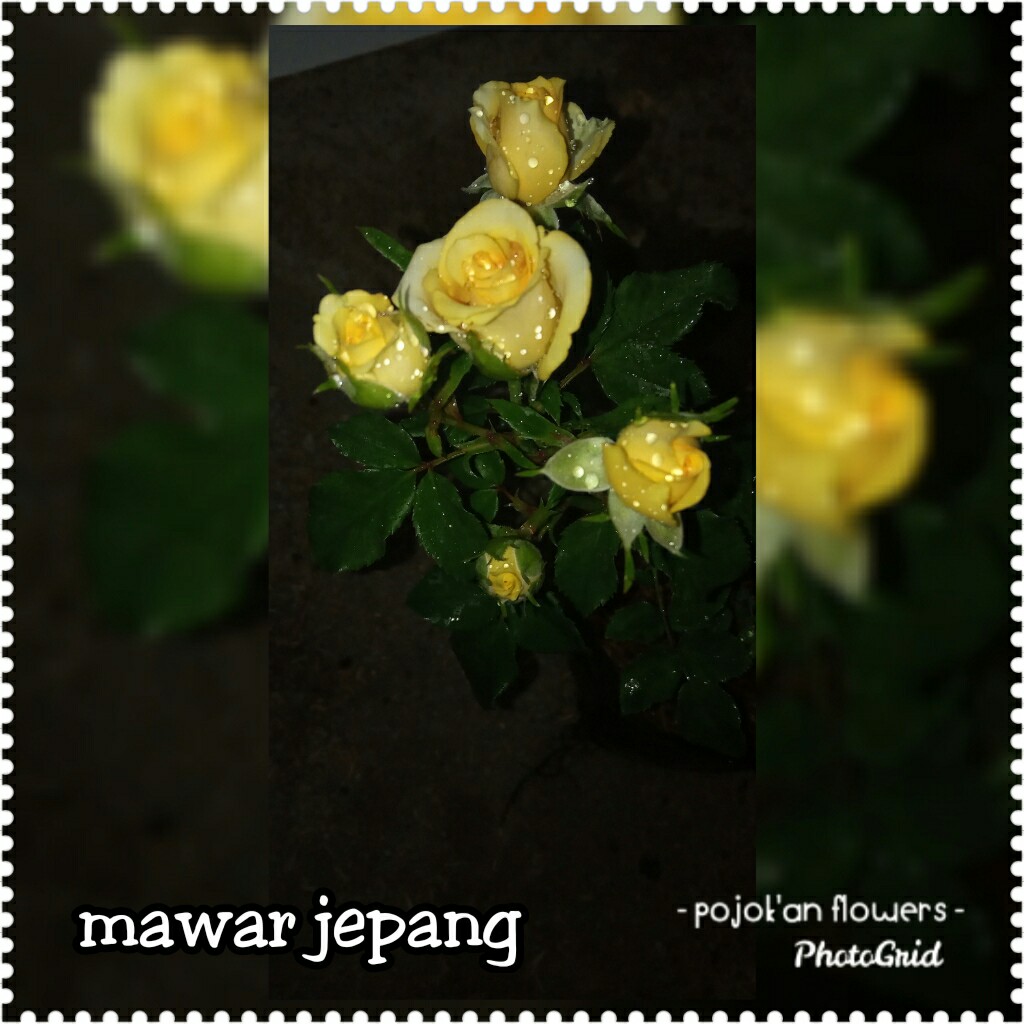 MAWAR JEPANG