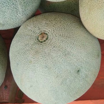 MELON BESAR