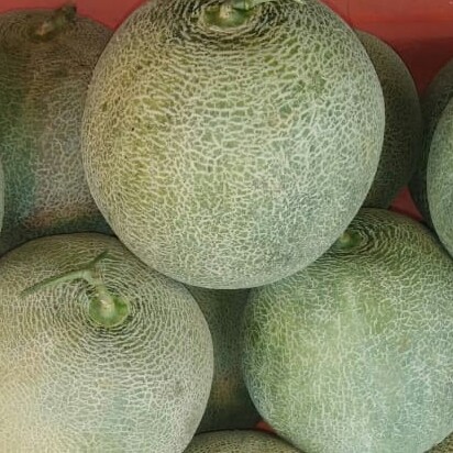 MELON SEDANG