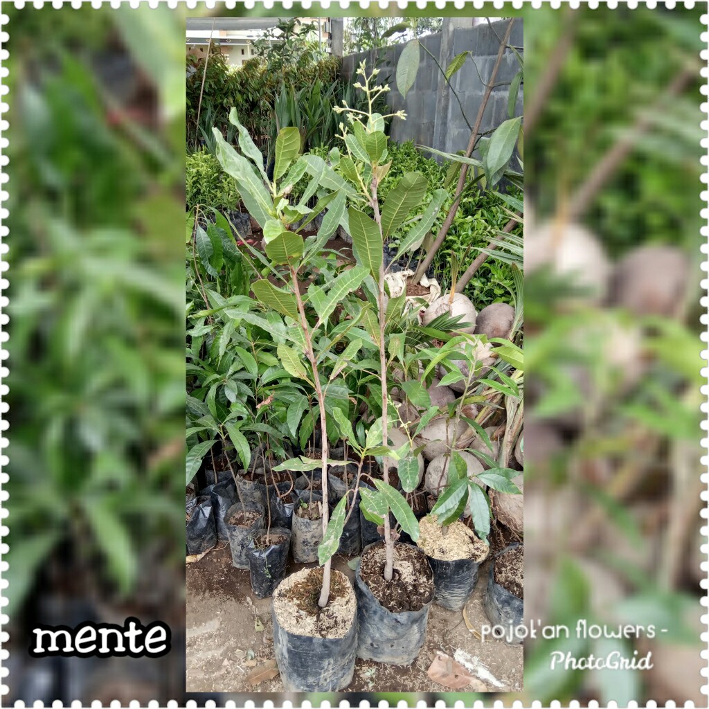 MENTE