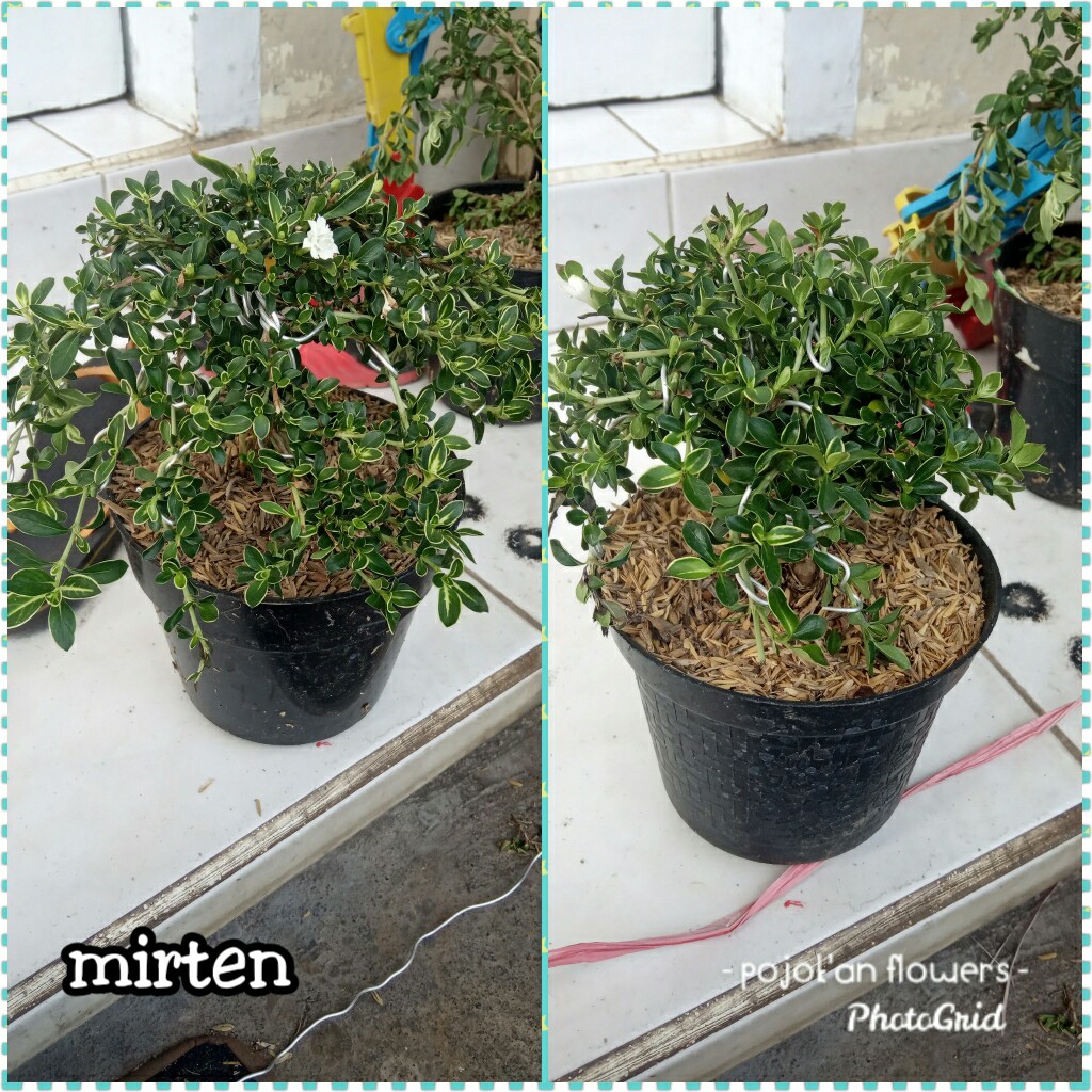 MIRTEN